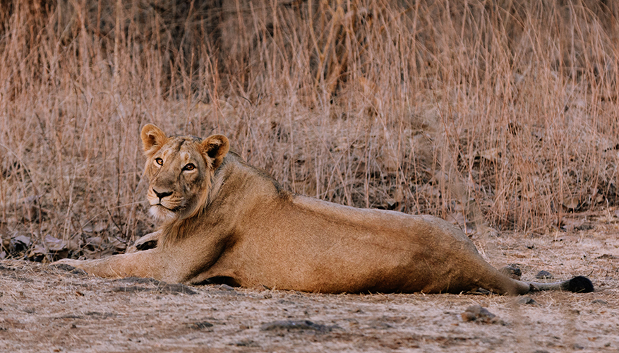 Lion looking over it's shoulder 